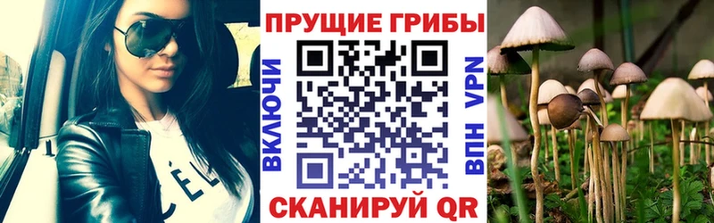 как найти закладки  Юхнов  kraken ONION  Псилоцибиновые грибы Psilocybe 